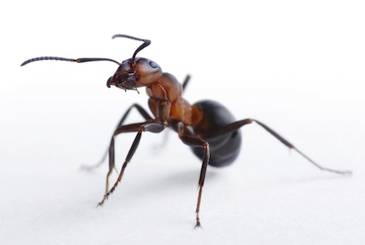 Not NYC's ant, but an ant nonetheless, in case you forgot what one looked like